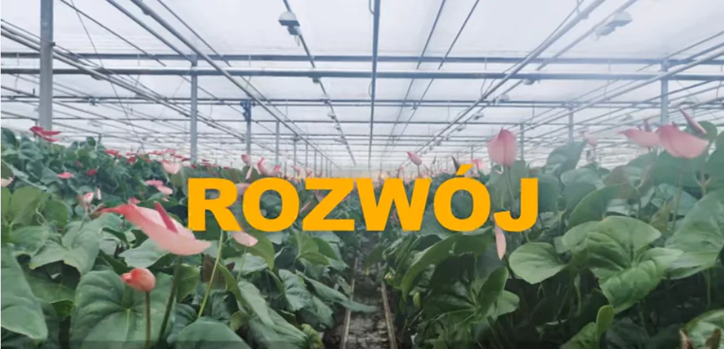 JMP Flowers rozwój